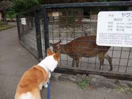 小太郎と鹿